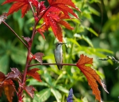 2020 09 13 LongFellowGardens 008